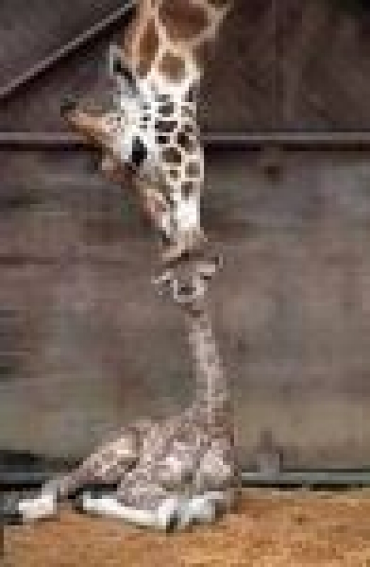 content image